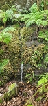 Plants: image 30 Of 208 Thumb